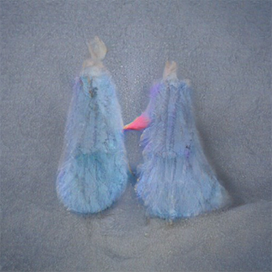 Skirts blowing in the wind by Ben Nixon